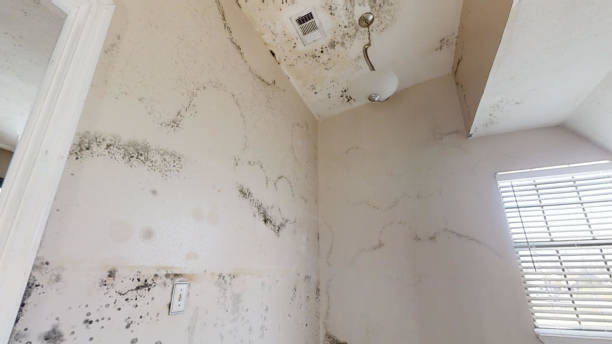 Best Water Damage & Mold Remediation  in Nikiski, AK