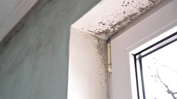 Best Air Quality Testing for Mold Spores  in Nikiski, AK