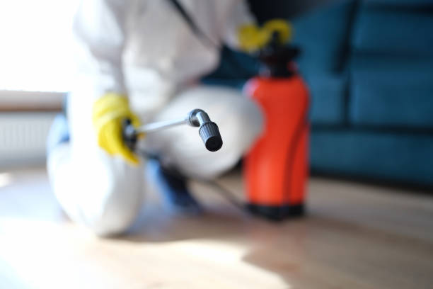 Best Attic Mold Removal  in Nikiski, AK