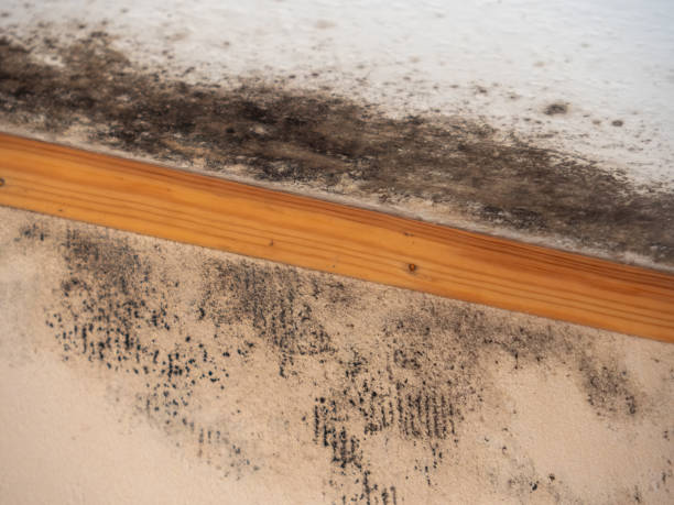 Best Black Mold Removal  in Nikiski, AK