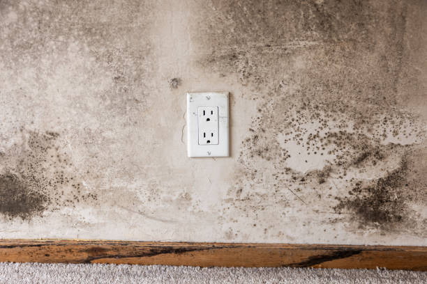 Best Industrial Mold Remediation  in Nikiski, AK